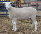 Sheep Trax Mariah 422M